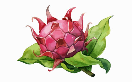 Illustration of a dragon fruit with green leaves on a white backgroundのイラスト素材