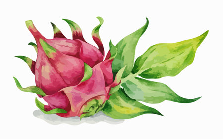 Dragon fruit, watercolor illustration on white background. Vector illustration.のイラスト素材