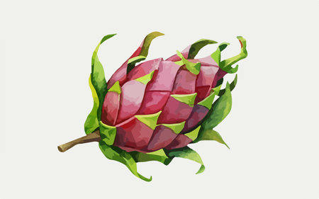 Dragon fruit on a white background. Vector illustration of a dragon fruit.のイラスト素材