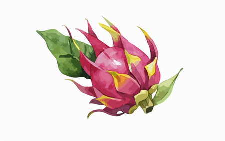 Dragon fruit isolated on white background. Vector illustration of pitahaya.のイラスト素材