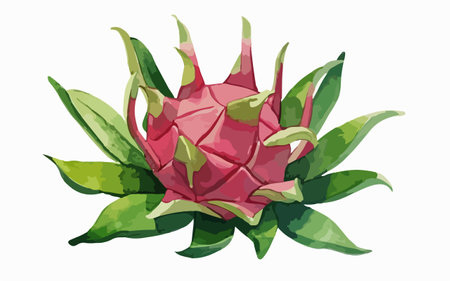 Dragon fruit isolated on white background. Vector illustration. Eps 10.のイラスト素材