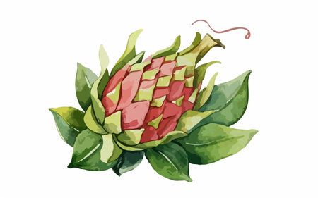Dragon fruit isolated on white background. Hand drawn vector illustration in watercolor style.のイラスト素材
