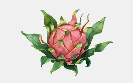 Dragon fruit isolated on white background. Vector illustration in watercolor style.のイラスト素材