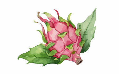 Dragon fruit with leaves isolated on white background. Vector illustration. Eps 10.のイラスト素材