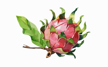 Illustration of dragon fruit on a white background. Vector illustration.のイラスト素材
