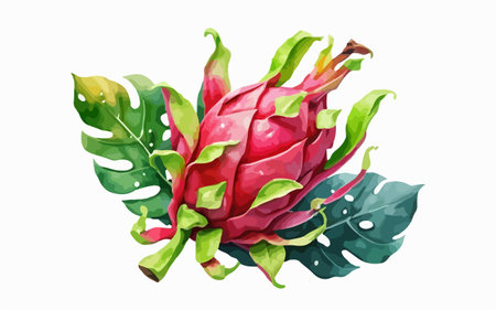 Pitaya isolated on white background. Watercolor vector illustration.のイラスト素材