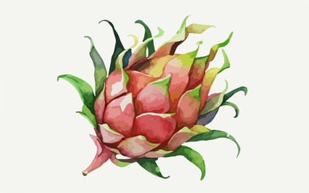 Dragon fruit on a white background. Vector illustration in watercolor style.のイラスト素材