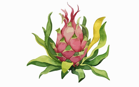 Dragon fruit isolated on white background. Vector illustration of pitahaya.のイラスト素材
