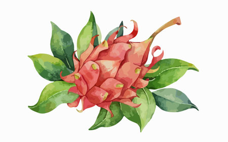 Dragon fruit vector illustration isolated on white background. Watercolor hand drawn illustration.のイラスト素材