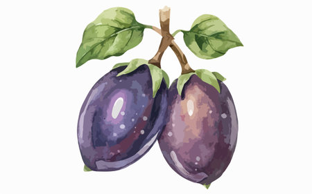 Illustration of two ripe purple plums with leaves on a white backgroundのイラスト素材