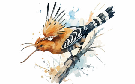 Watercolor bird hoopoe on a white background. Vector illustration.のイラスト素材