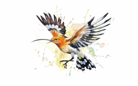 Watercolor painting of an hoopoe, isolated on white background.のイラスト素材