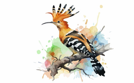Eurasian Hoopoe (Upupa epops)のイラスト素材