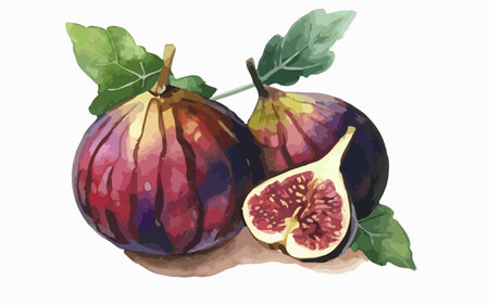 Illustration of two figs with leaves on a white background.のイラスト素材