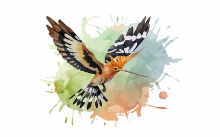 Watercolor hoopoe vector illustration. Hand drawn bird isolated on white background.のイラスト素材