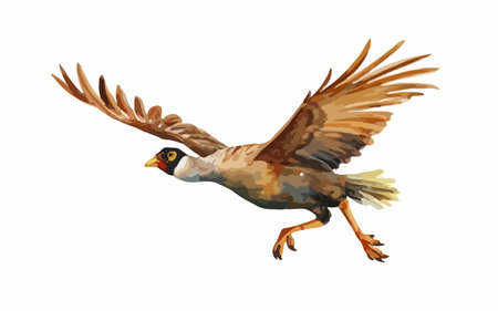 Watercolor illustration of a flying bird. Isolated on white background.のイラスト素材