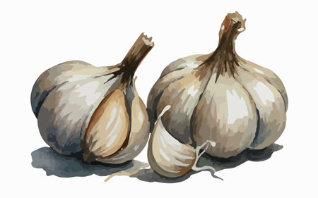 Garlic. Illustration on a white background. Vector illustration.のイラスト素材