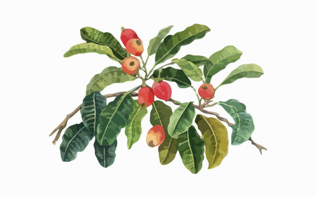 Coffee tree branch with ripe berries. Watercolor illustration.のイラスト素材