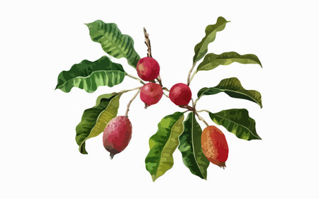 Illustration of ripe jujube fruits and leaves on white backgroundのイラスト素材