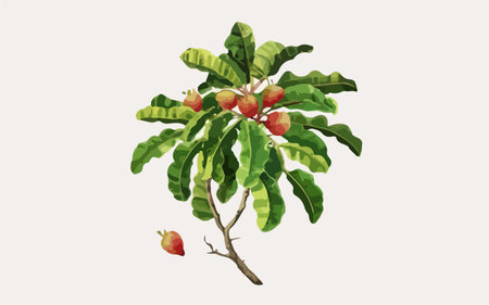 Illustration of a tropical tree with fruits, leaves and fruits.のイラスト素材