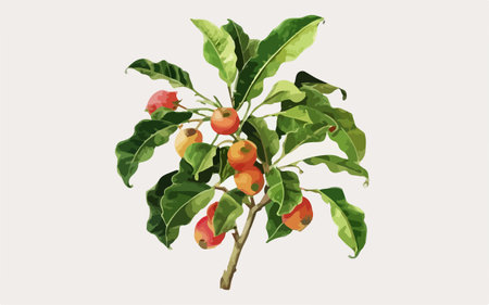 Coffee tree branch with fruits and leaves. Vector illustration.のイラスト素材