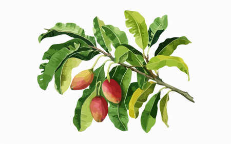 Branch of mango tree with fruits and leaves. Vector illustration.のイラスト素材