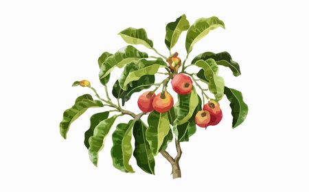 Coffee tree isolated on white background. Watercolor illustration.のイラスト素材