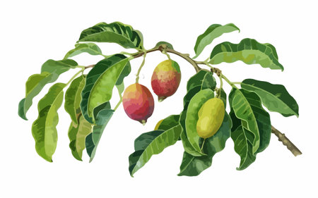 Coffee tree branch with fruits and leaves. Vector illustration.のイラスト素材