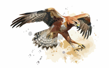 Watercolor illustration of a hawk in flight on a white background.のイラスト素材