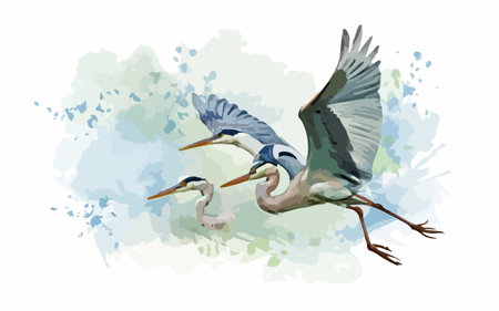 Vector watercolor illustration of a flying heron and heron.のイラスト素材