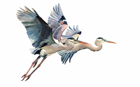 Watercolor illustration of a great white heron flying in the skyのイラスト素材