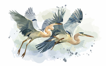 Vector watercolor illustration of a flying heron and heron.のイラスト素材