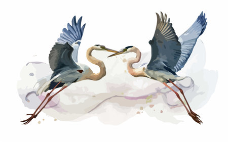 Two herons flying in the sky. Watercolor vector illustration.のイラスト素材
