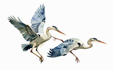 Two herons in flight. Watercolor illustration on white background.のイラスト素材