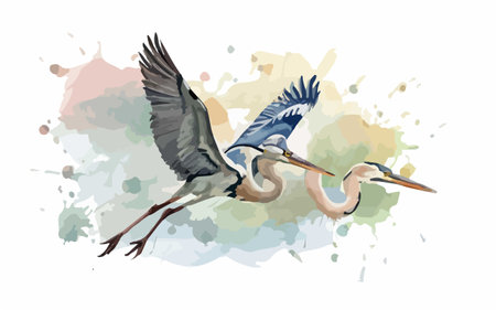 Vector watercolor illustration of a flying heron and a flying heronのイラスト素材