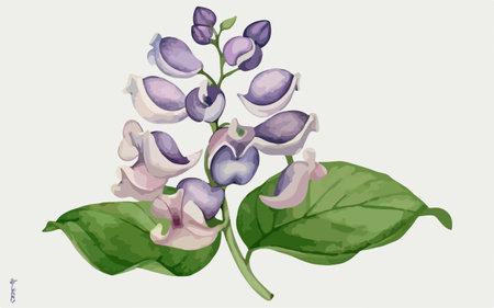 Illustration of a bunch of lilac flowers on a white backgroundのイラスト素材