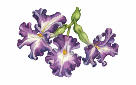 Purple iris flowers, watercolor illustration on white background.のイラスト素材