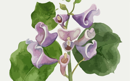 Illustration of purple orchids with green leaves on white backgroundのイラスト素材