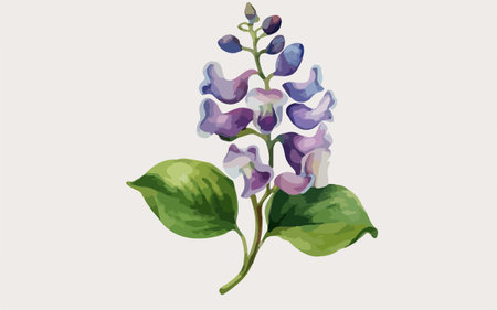 Illustration of purple lupine flowers on a white background.のイラスト素材