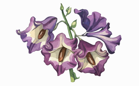 Illustration of a violet flower on a white background. Vector illustration.のイラスト素材