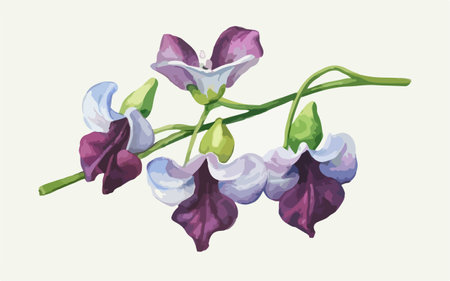 Illustration of a purple pea flower on a white background.のイラスト素材