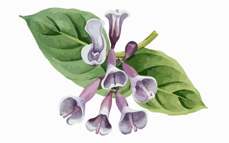 Illustration of a purple flower with green leaves on a white backgroundのイラスト素材