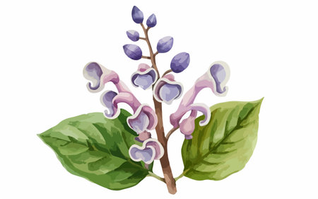 Illustration of a lilac branch with flowers on a white backgroundのイラスト素材