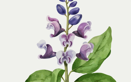 Illustration of a purple lupine flower on a white backgroundのイラスト素材