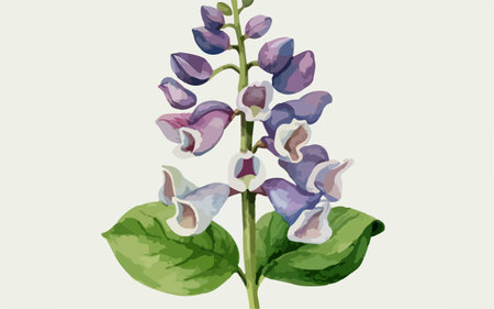 Illustration of a lupine flower on a white background.のイラスト素材