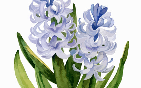 Blue hyacinths on a white background. Vector illustration.のイラスト素材