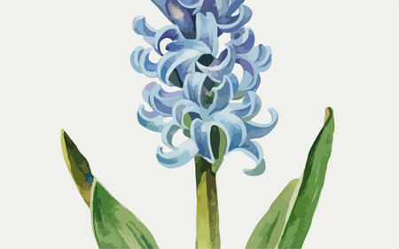 Blue hyacinth flower. Watercolor hand drawn vector illustration.のイラスト素材