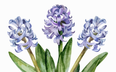 Blue hyacinths in watercolor style. Vector illustration.のイラスト素材