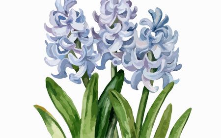 Illustration of hyacinth flowers in watercolor style. Vector.のイラスト素材