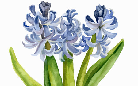 Illustration of blue hyacinths on a white background.のイラスト素材
